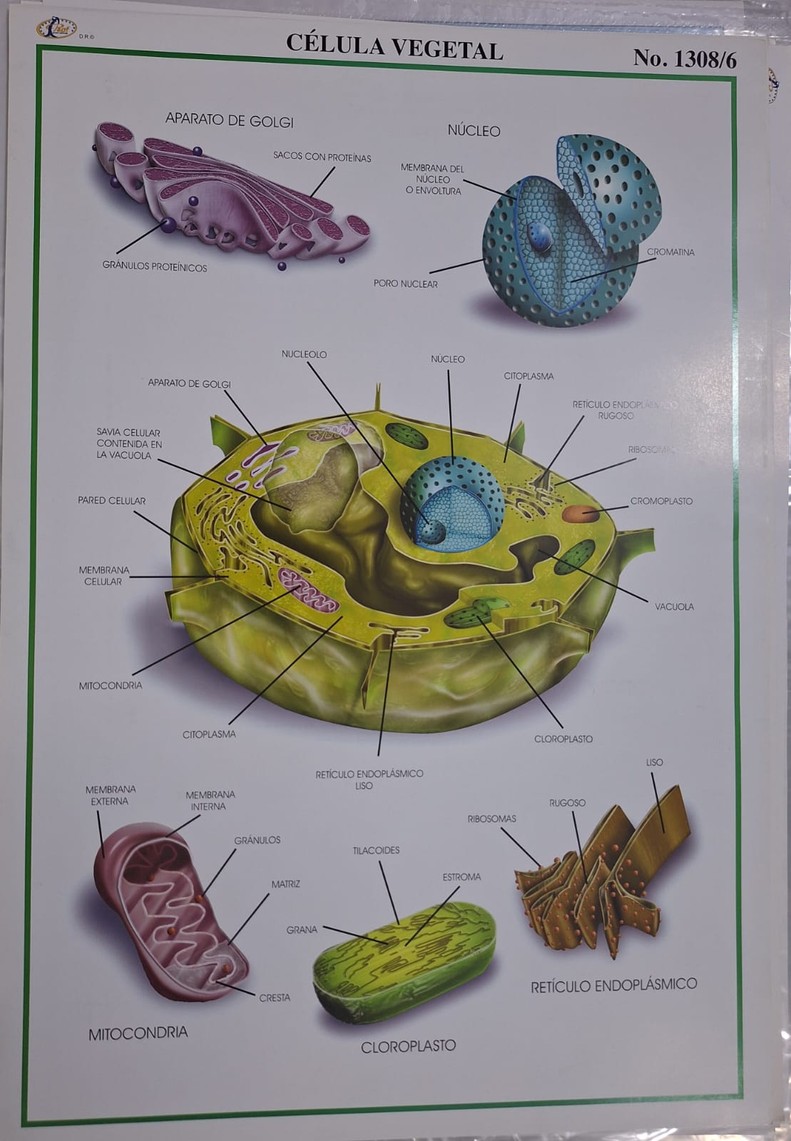 CÉLULA VEGETAL 47X68