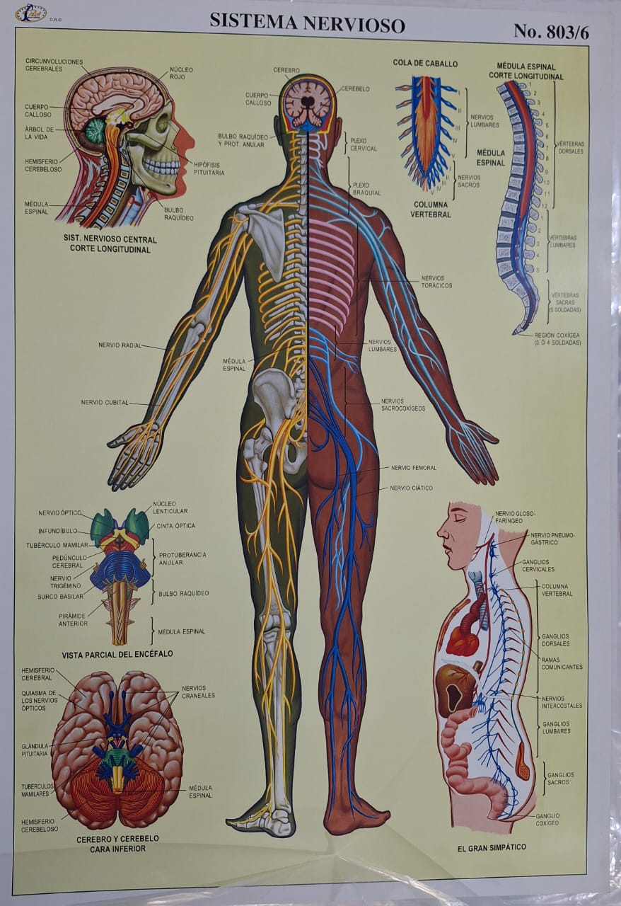 SISTEMA NERVIOSO 47X68