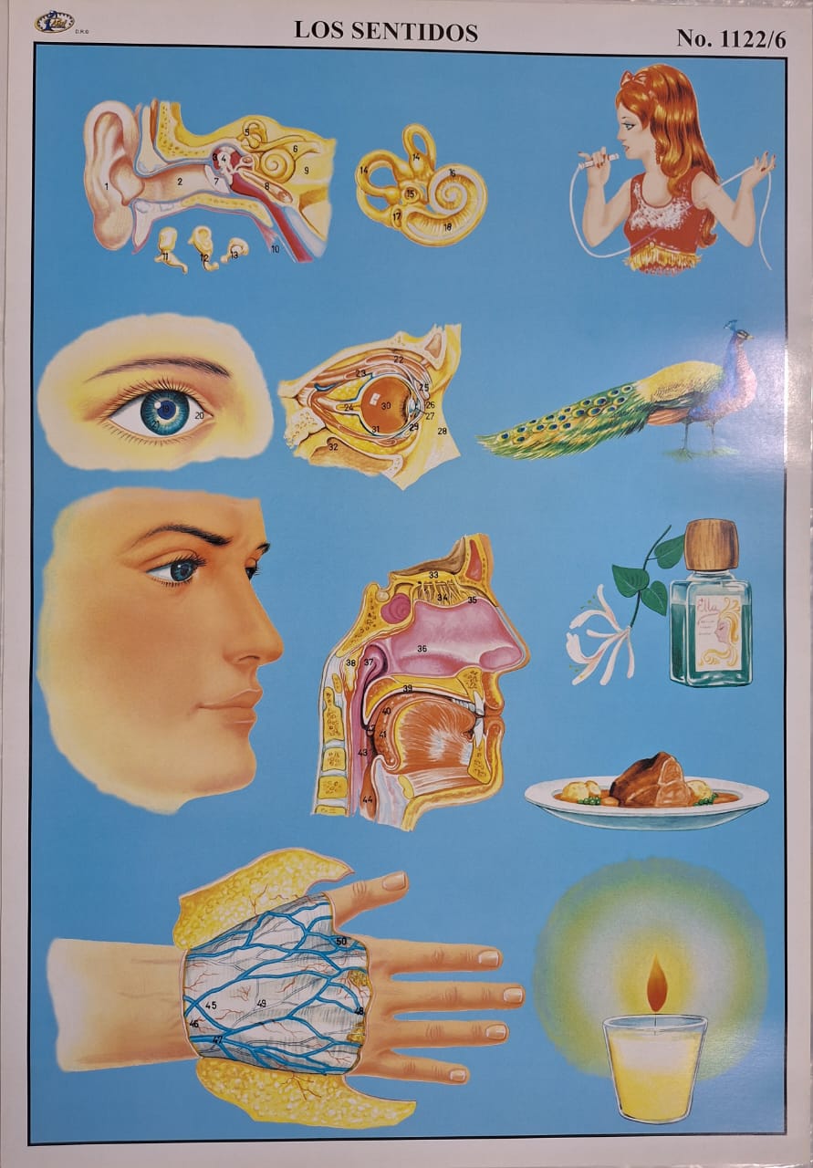 LOS SENTIDOS 47X68