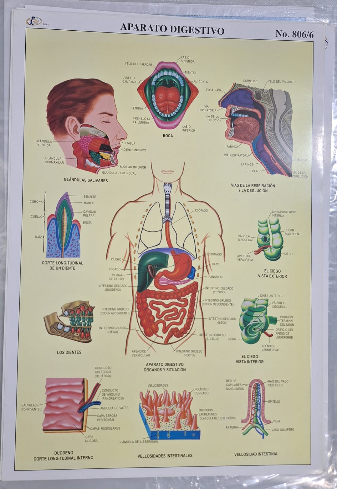 APARATO DIGESTIVO 47X68
