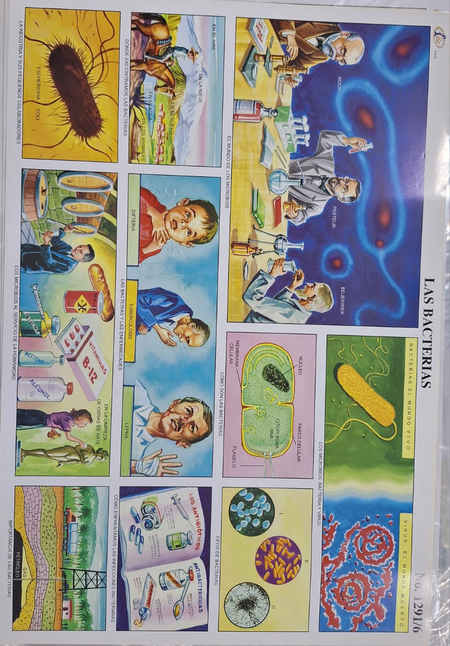 LAS BACTERIAS 47X68